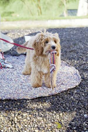 Strickset Hundespielzeug Lang Yarns QUATTRO mit Anleitung in garnwelt-Box one size