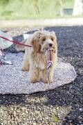 Strickset Hundespielzeug Lang Yarns QUATTRO mit Anleitung in garnwelt-Box one size