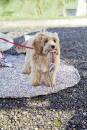 Strickset Hundespielzeug Lang Yarns QUATTRO mit Anleitung in garnwelt-Box one size