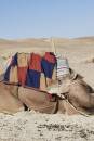 Strickset Blanket WAD WOOLADDICTS RESPECT MILLION MOMENTS mit Anleitung in garnwelt-Box