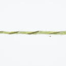 Lang Yarns PRIDE 13