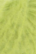 Lang Yarns DESIRE 116