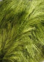 Lang Yarns SOFTHAIR 44