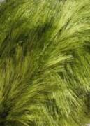 Lang Yarns SOFTHAIR 44
